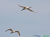 Uccelli ciconiiformi 04 - Spatola.jpg